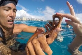 Hilton Turtle Reef Snorkel - Port of Waikiki
