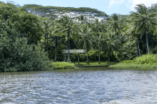 Waimea Canyon, Wailua River & Fern Grotto (K1)