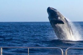 Kauai Whale Watching