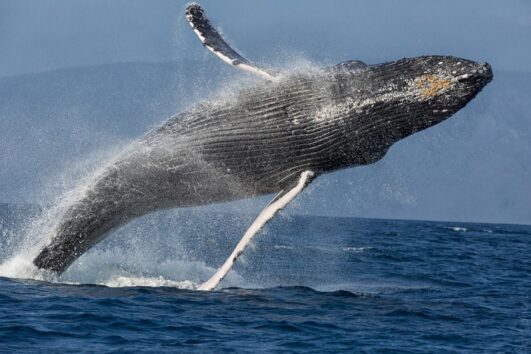 Morning Sail with the Whales - Lahaina Harbor