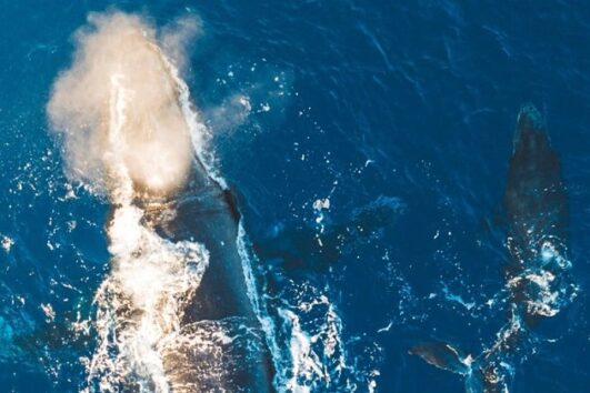 Midday Sail with the Whales - Maalaea Harbor