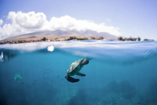 Quicksilver AM Turtle Town Snorkel - Maalaea Harbor