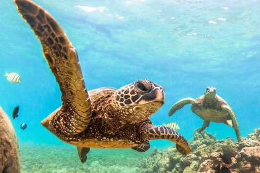 Waikoloa Turtle Snorkel Sail (April-Nov) - A-Bay