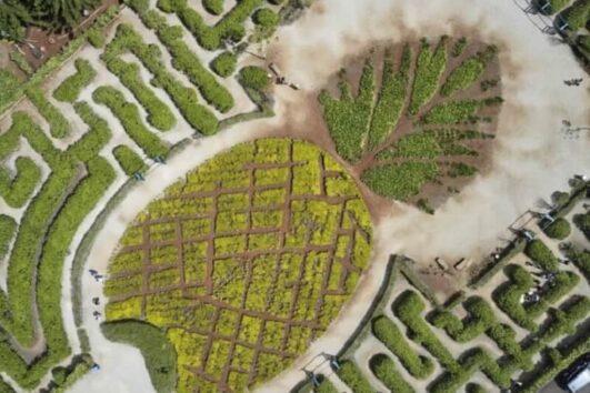 Haleiwa Express & Dole Plantation - Royal Star