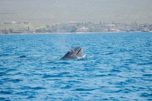 Afternoon Whale Watch - Lahaina Harbor