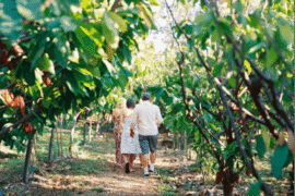 Cacao Farm Tour & Treehouse Lunch