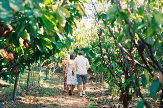 Cacao Farm Tour & Treehouse Lunch